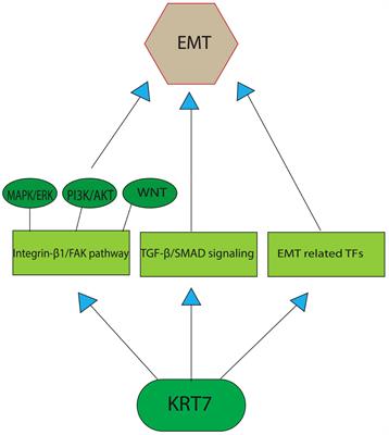 Emerging insights into keratin 7 roles in tumor progression and metastasis of cancers